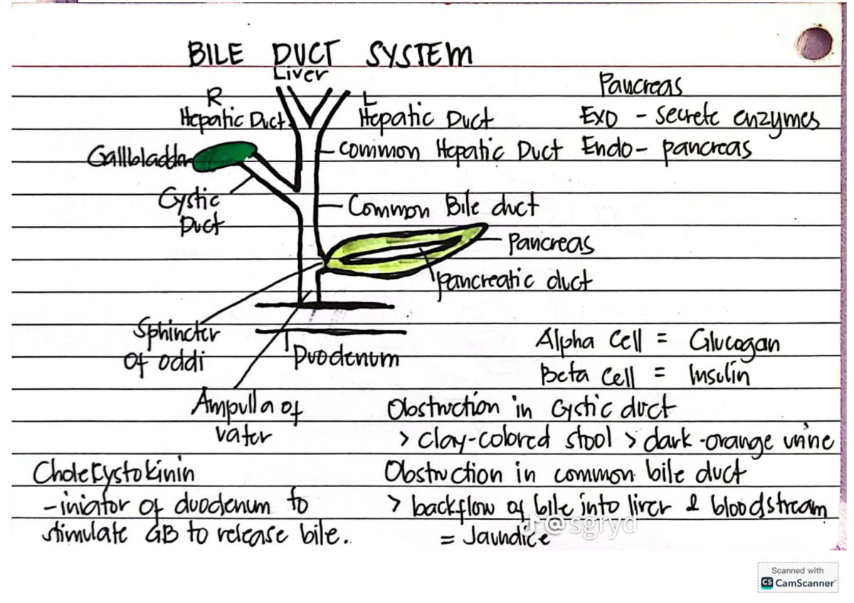 GASTROENTEROLOGY STUDY GUIDE: BILE DUCT & GI DISORDERS (CS) - Studocu