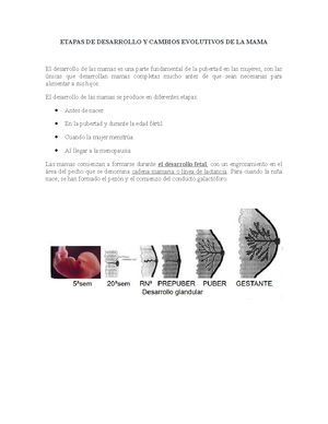 Solved Factores De Riesgo Del Cancer De Mama Imagenologia De La Mama Studocu