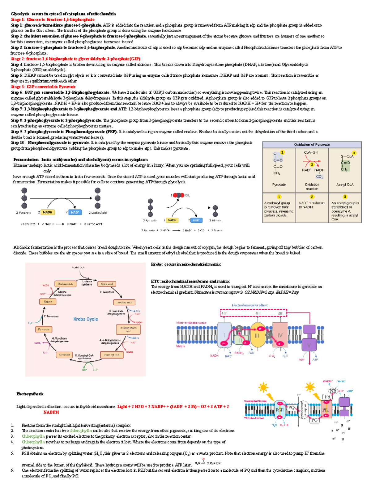 Glycolysis and Fermentation Overview: Key Steps and Processes - Studocu