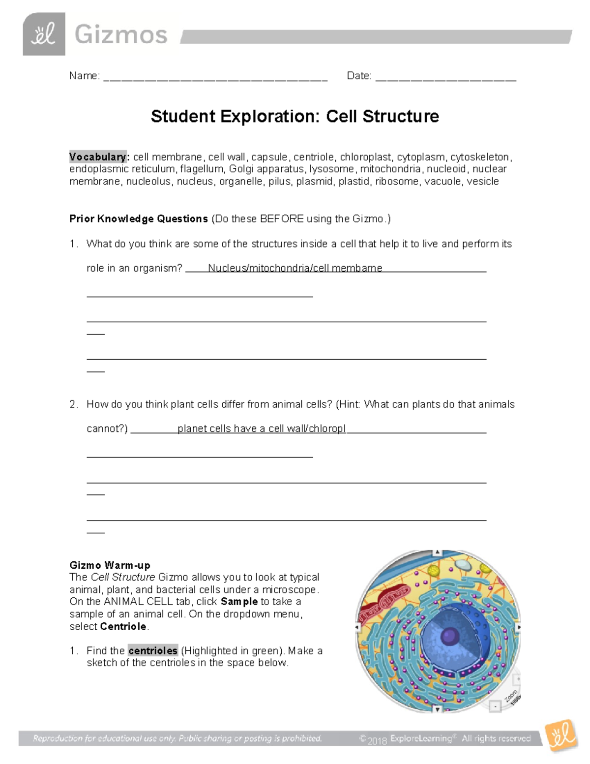 Cell Structure Exploration SE: Insights from Gizmo Activity - Studocu