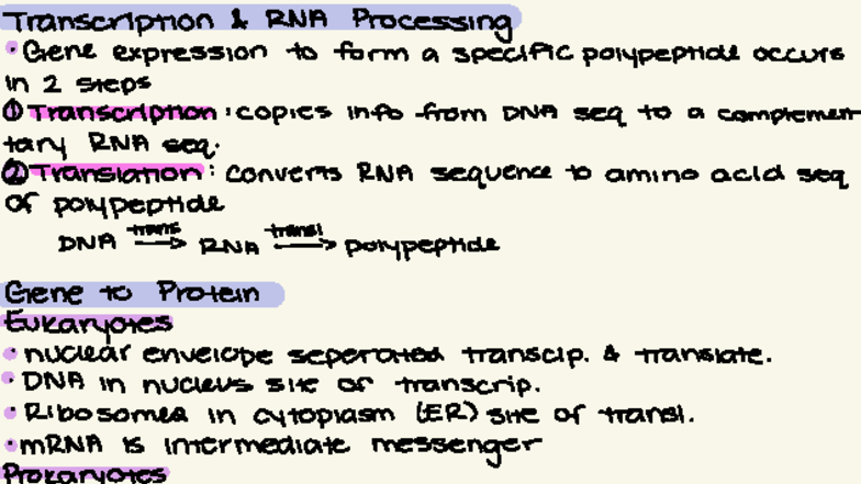 Week 8 - RNA Processing and Gene Expression Notes (BIO 101) - Studocu