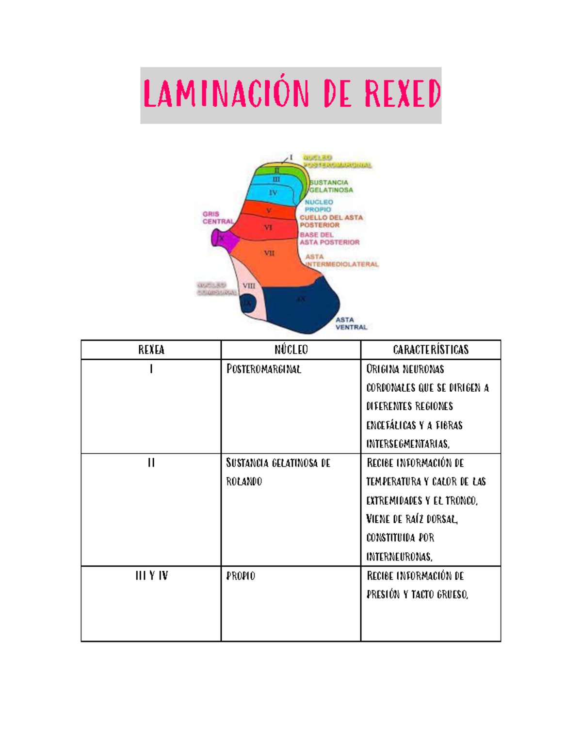 Laminación de Rexed - Tarea Detallada sobre Neuronas y Funciones - Studocu