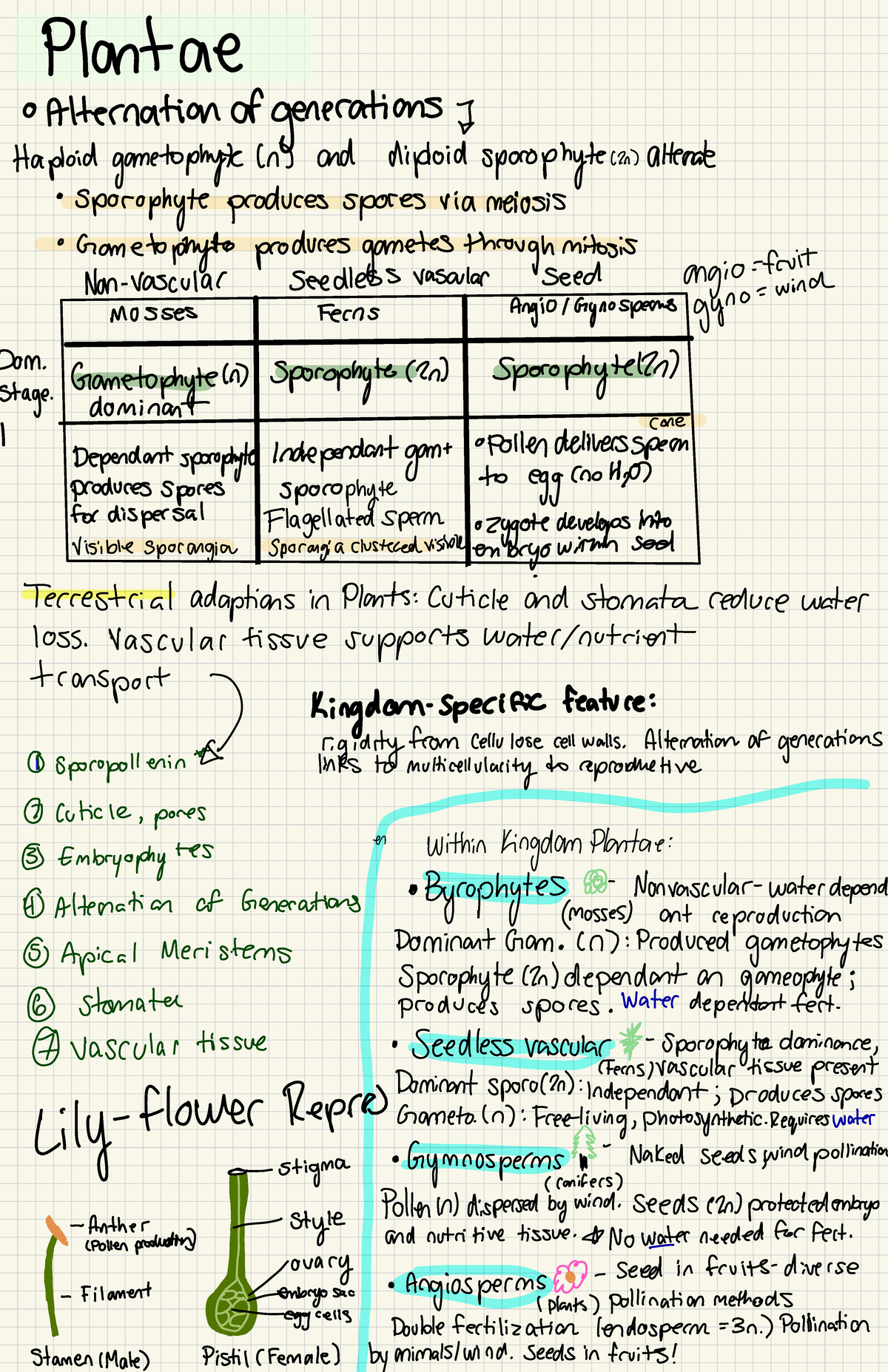 Bio Notes - Bio - Plantae · Alternation of generations of Haploid ...