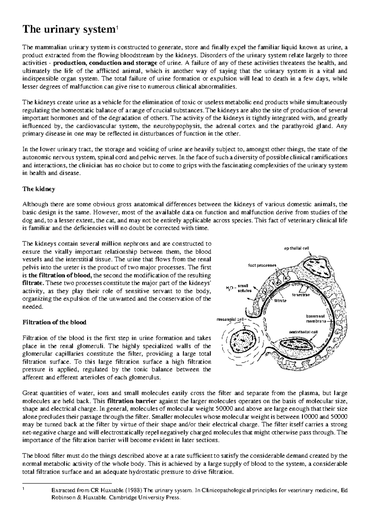 Renal notes - The urinary system 1 The mammalian urinary system is ...