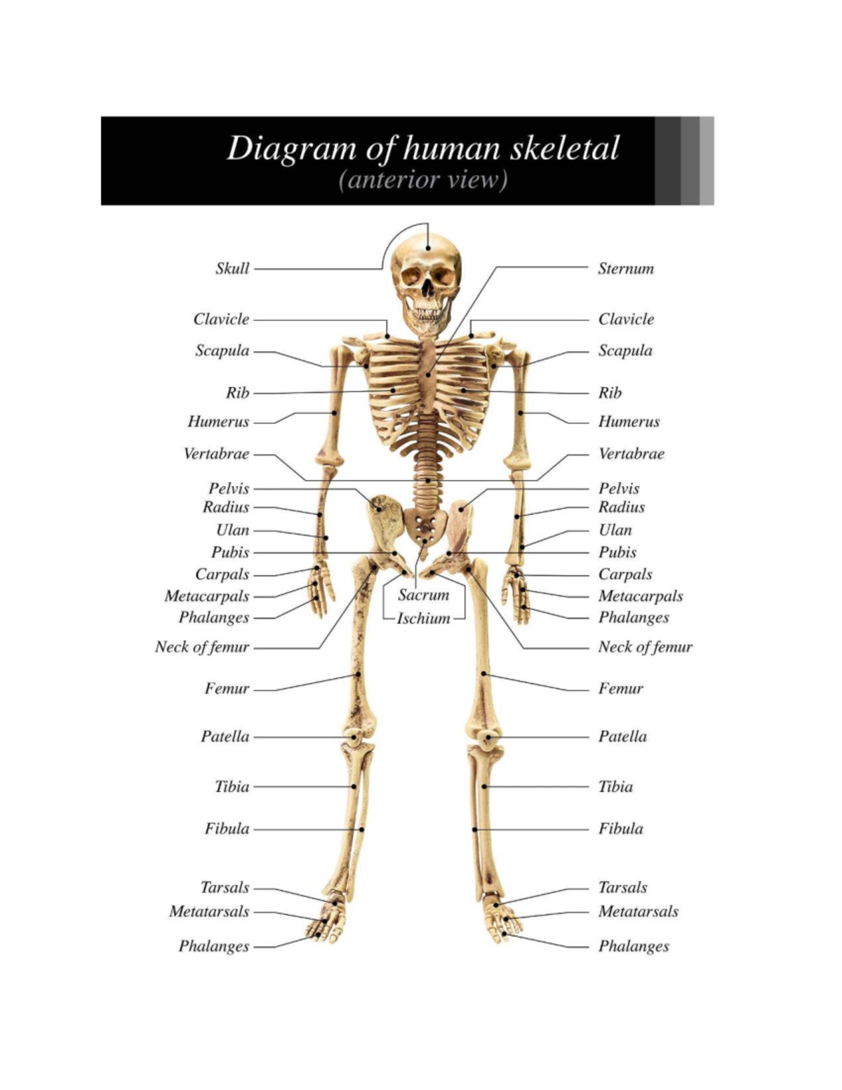 The Bony Framework: Human Skeleton Study Guide (BIO101) - Studocu