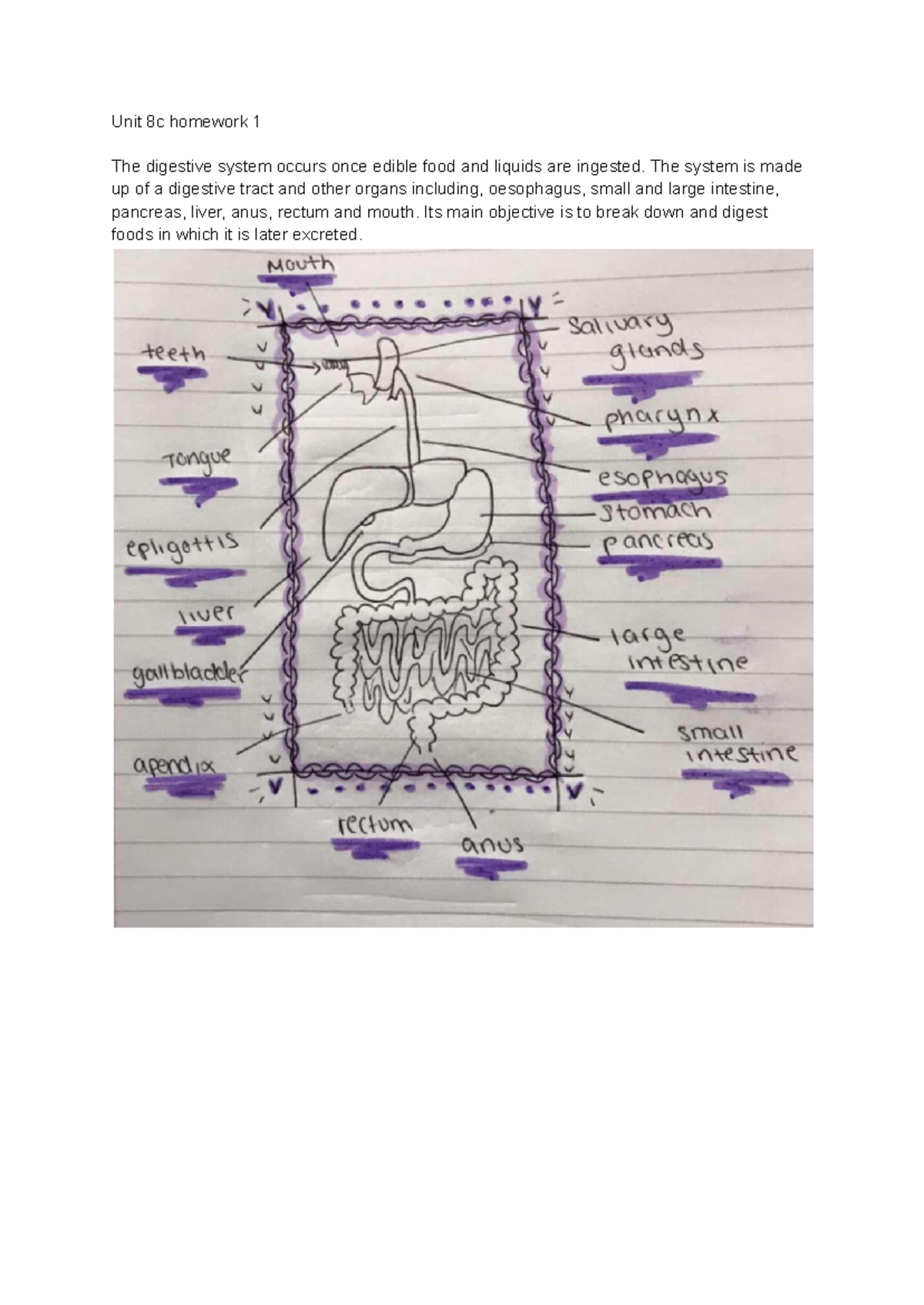 Unit 8s homework - yeah idk - Unit 8c homework 1 The digestive system ...