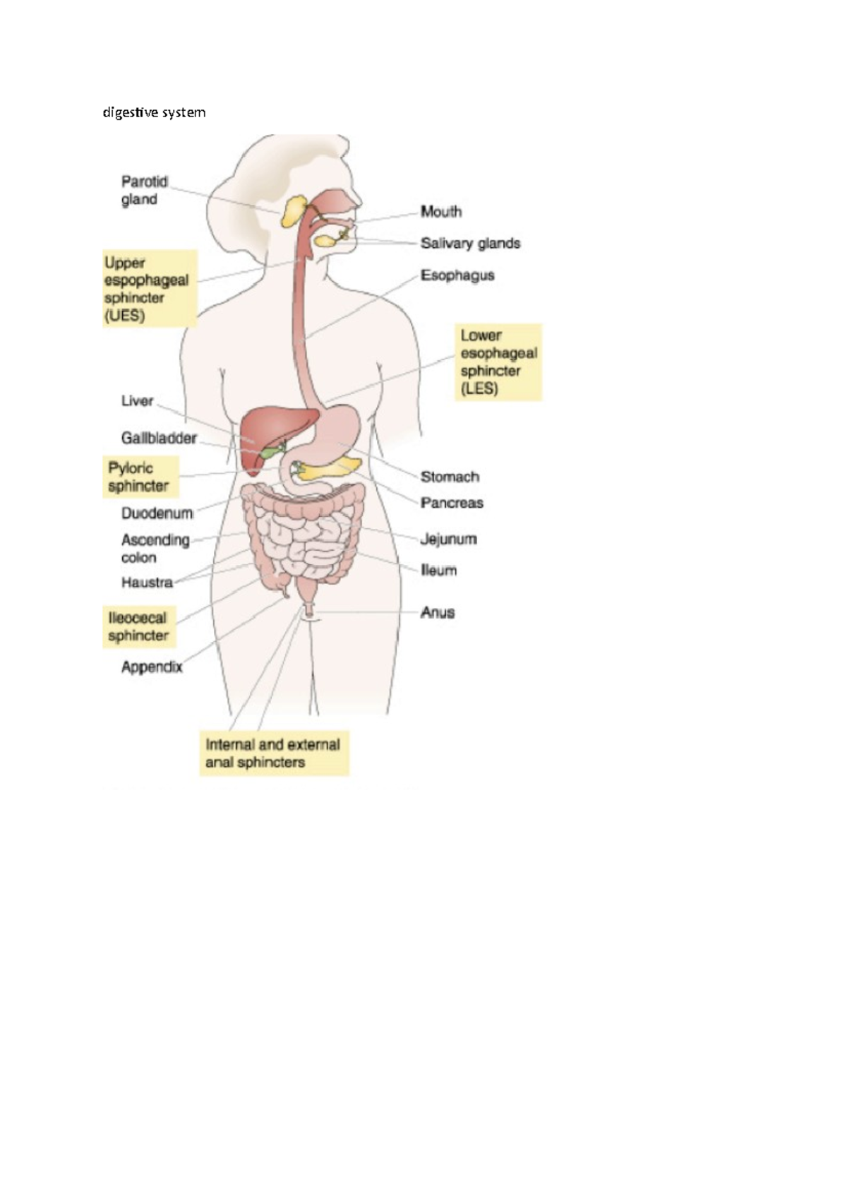 Week 1-7 Summaries - digestive system Week 7 Gastrointestinal tract ...