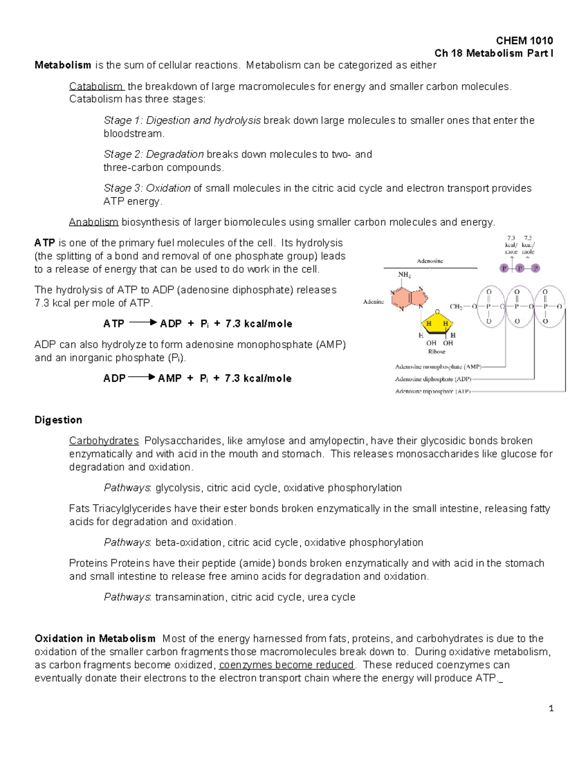 CHEM 1010 Ch 18 Metabolism Part I: Catabolism & Anabolism Overview ...