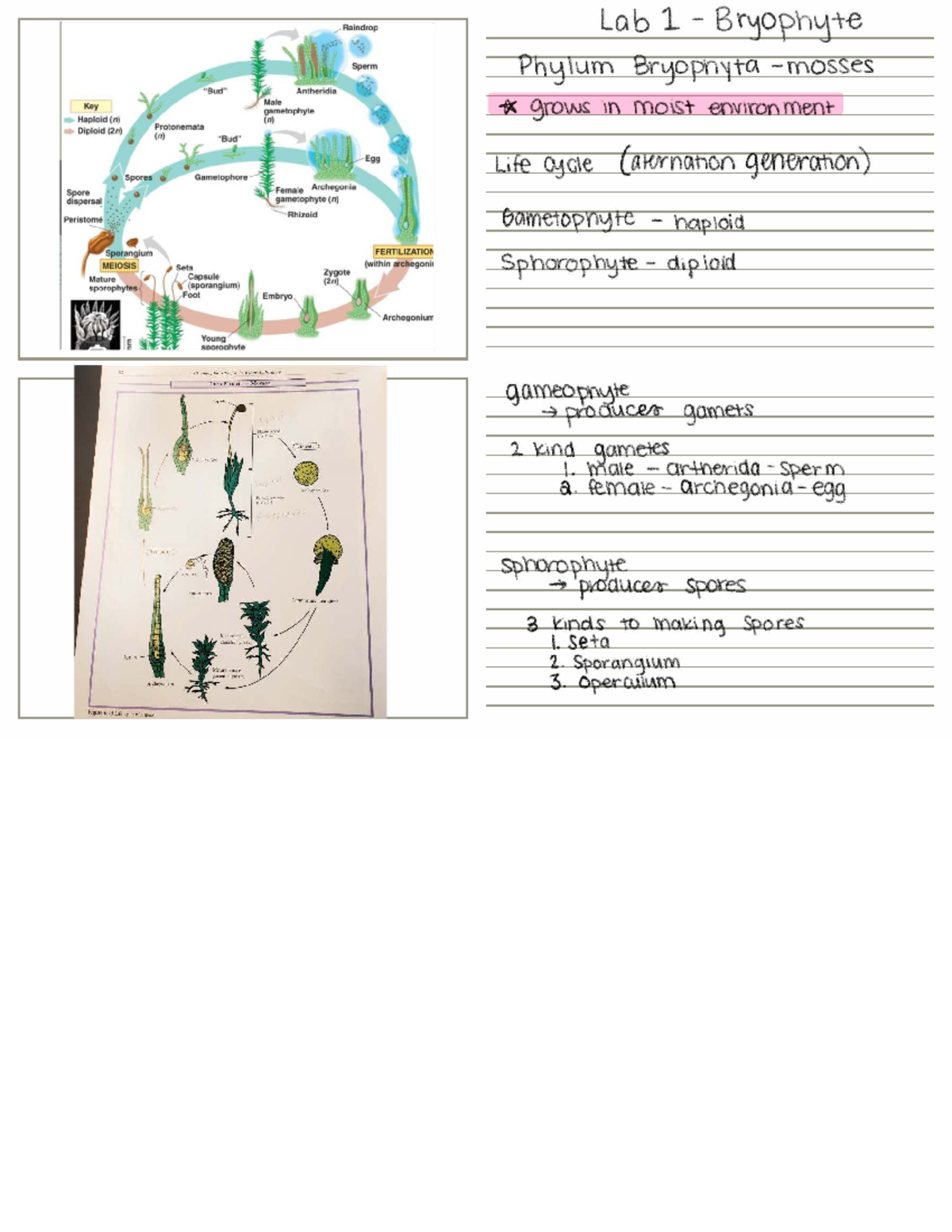 Lab 1 - Bryophytes (Mosses): Life Cycle and Gametophyte Structure - Studocu