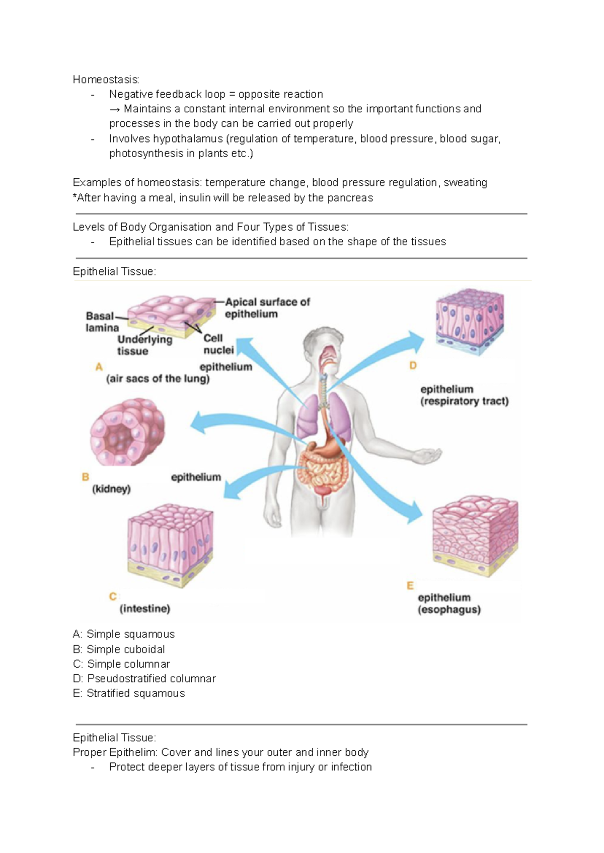 Human Anatomy+Pysiology - 1 - Homeostasis: - Negative feedback loop ...