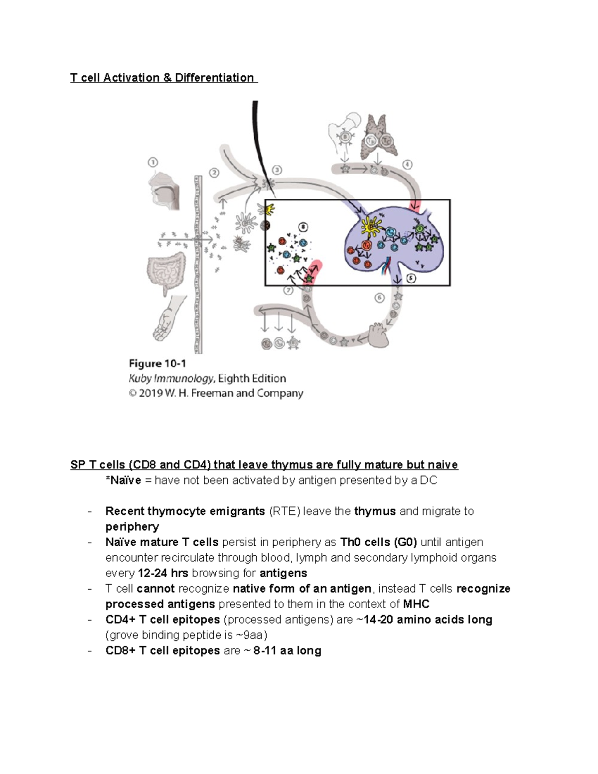Immunology Lecture 14 Notes: T Cell Activation & Differentiation (Kuby ...
