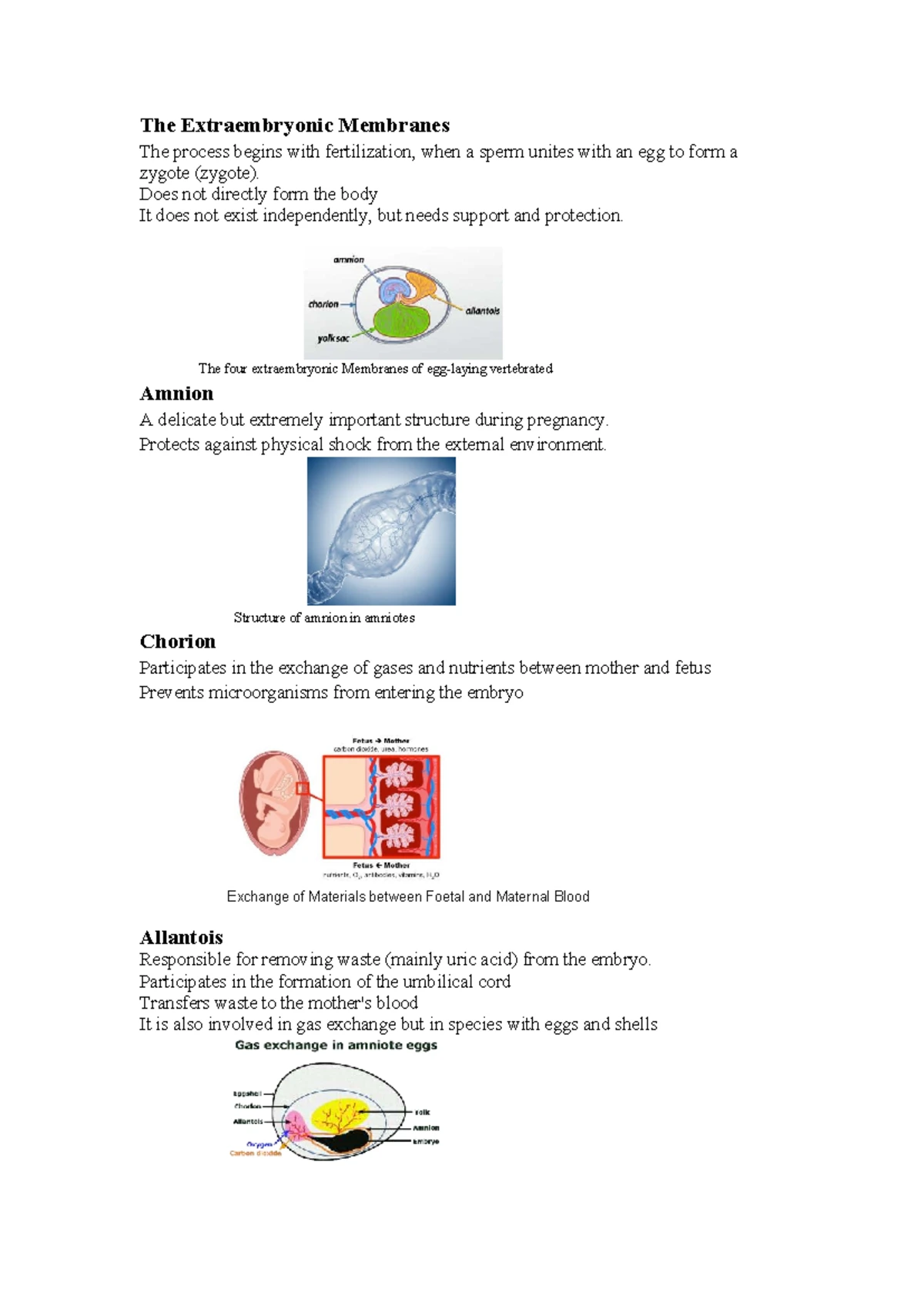 Biology 101: Extraembryonic Membranes and Their Functions - Studocu