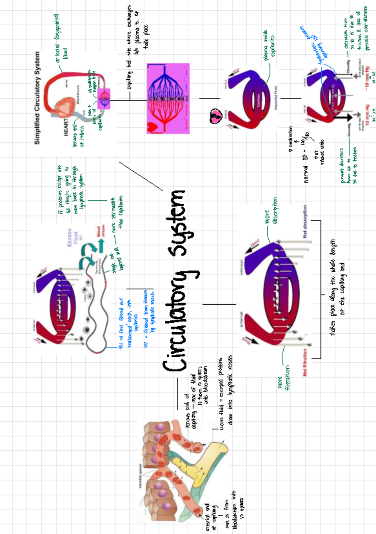 Circulatory System Notes - Phgy 210 - & T ⑨ ① ② I . - ↓ : r - · I G E r ...