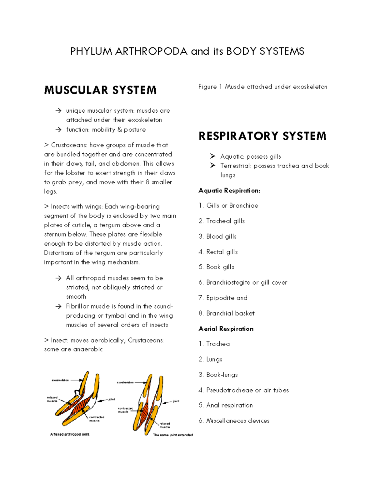 Phylum Arthropoda - PHYLUM ARTHROPODA and its BODY SYSTEMS MUSCULAR ...