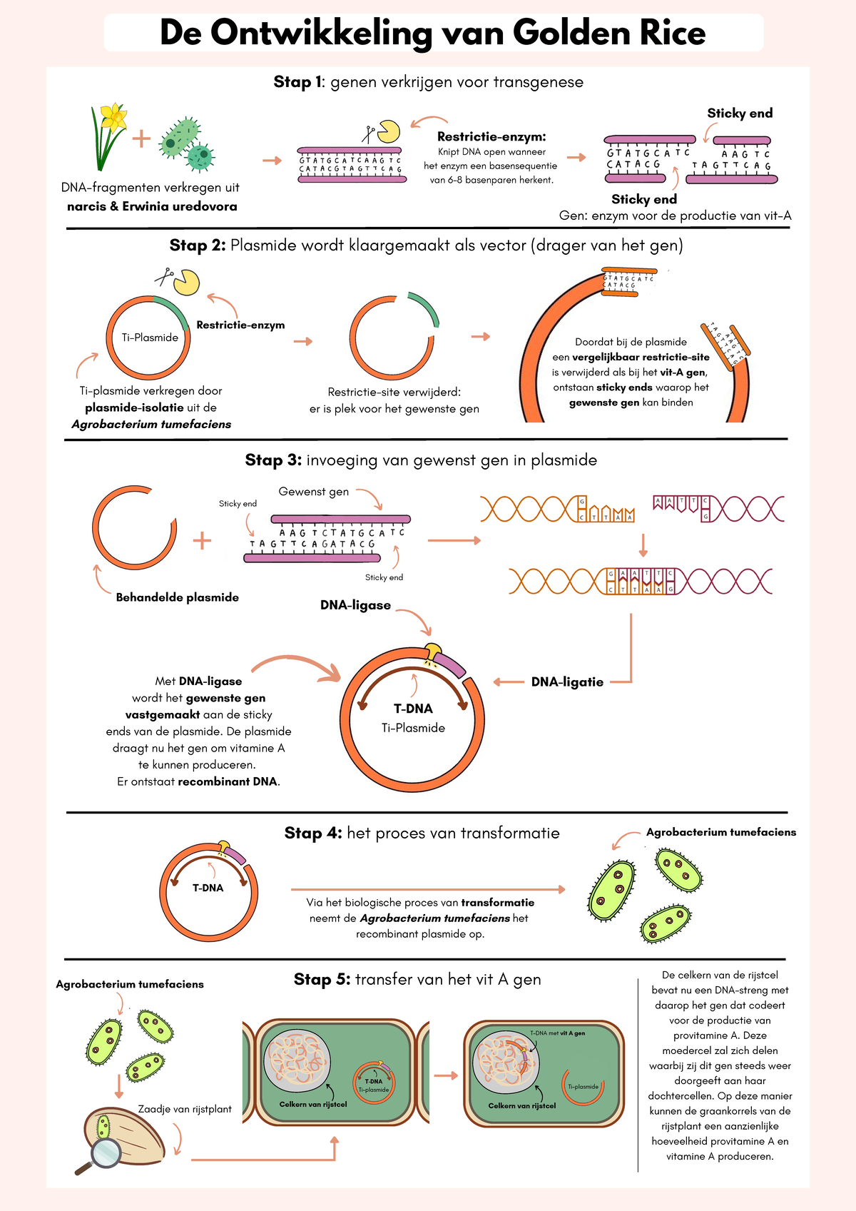 Ontwikkeling van Golden Rice: Genetische Transformatie en Vitamine A ...
