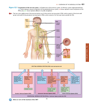 Anatomyand Physiology-94 - 248 CHAPTER 8 • THE SKELETAL SYSTEM: THE ...