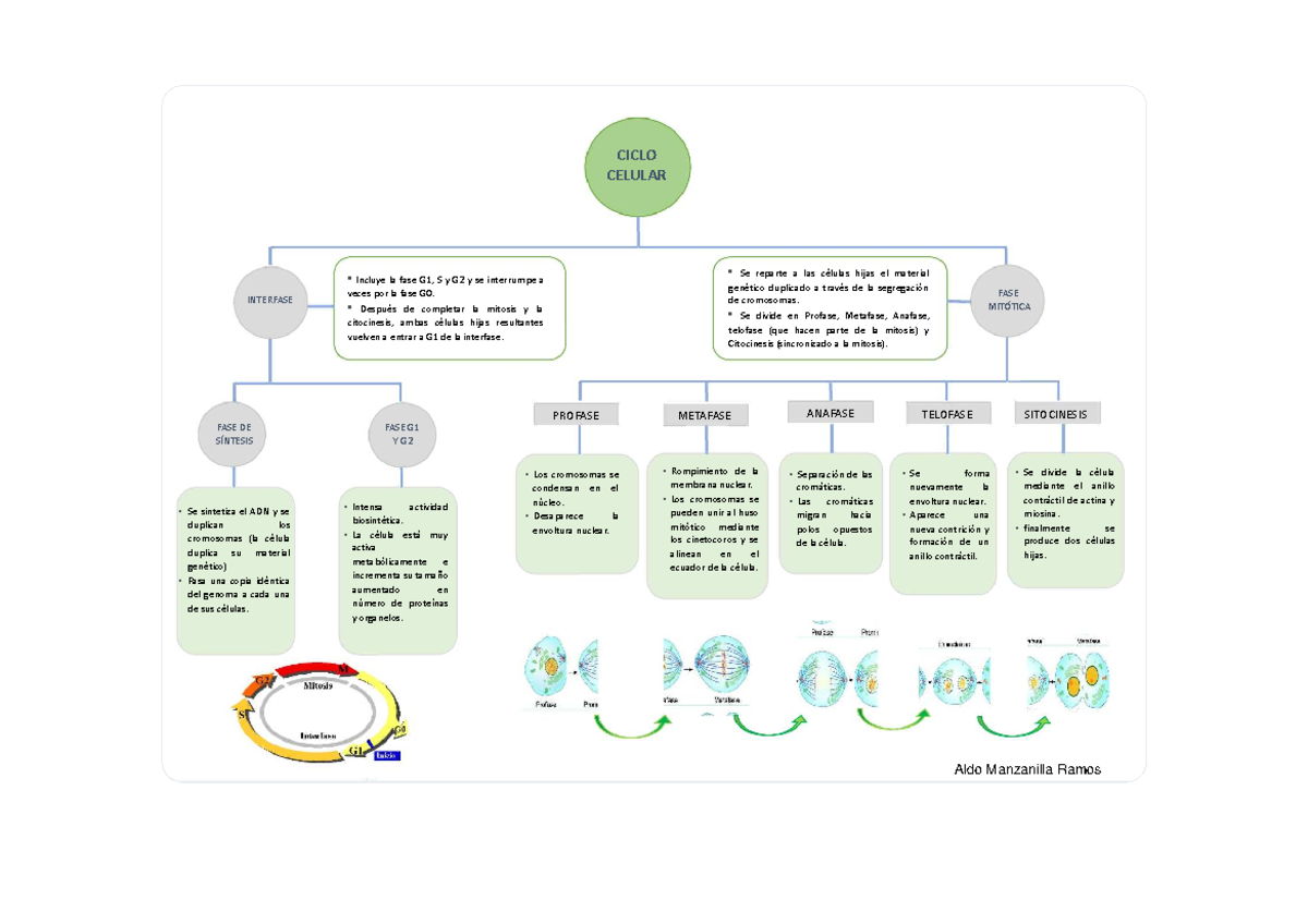 Mapa Mental Fases Y Puntos De Control Del Ciclo Celular Pdf Mitosis