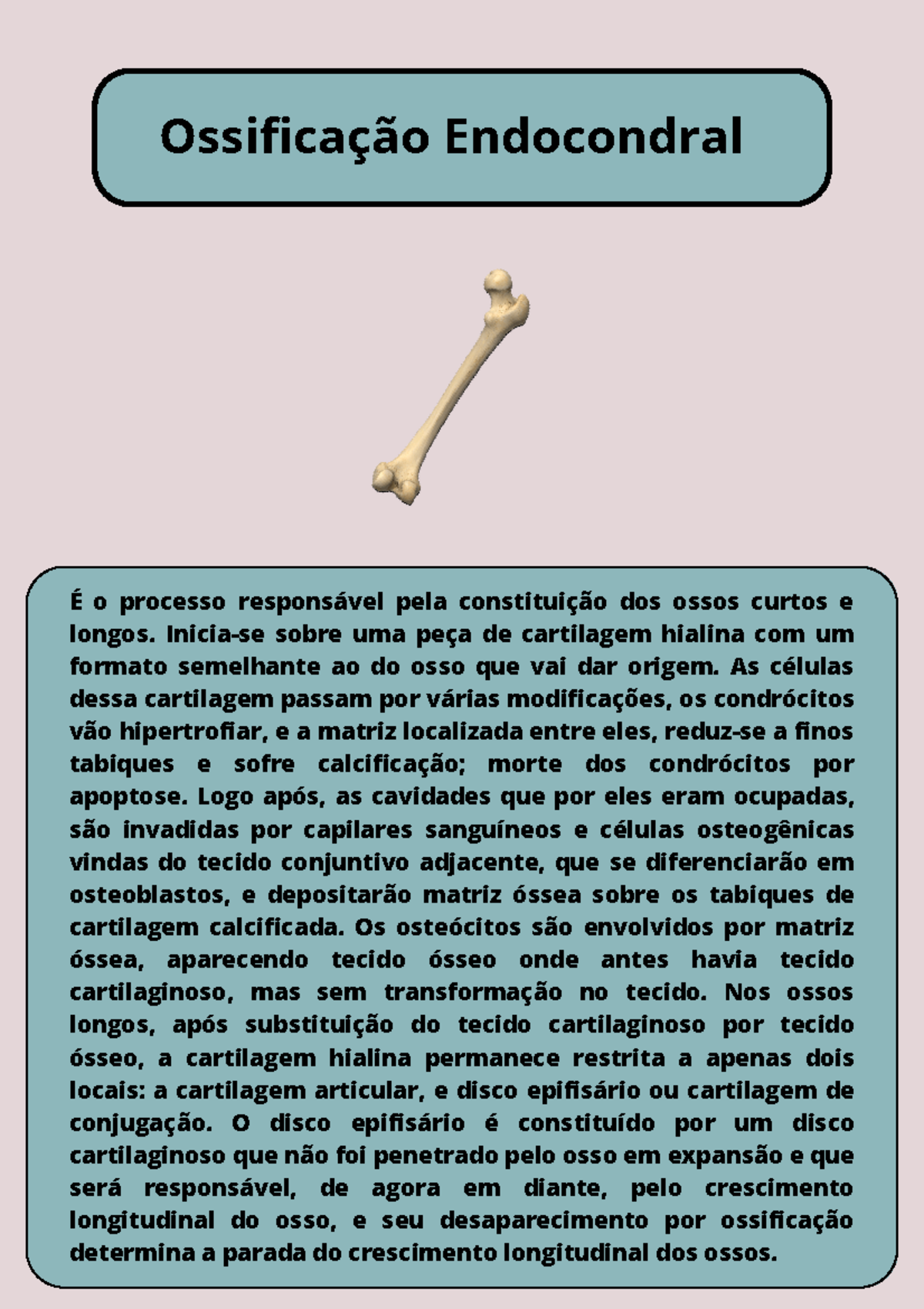 ossificacao-intramembranosa-cranio-fetal-embriologia-da-cabe-a-e