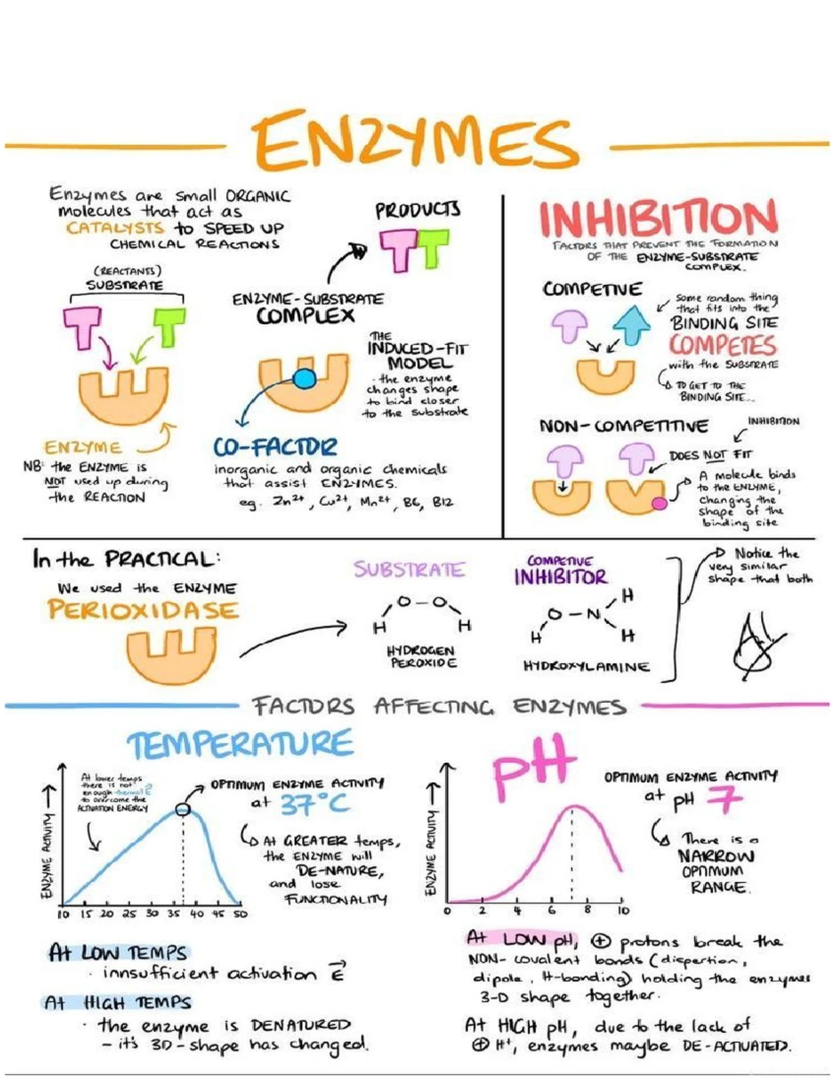 Kingdom Monera: Characteristics and Classification Notes - Studocu