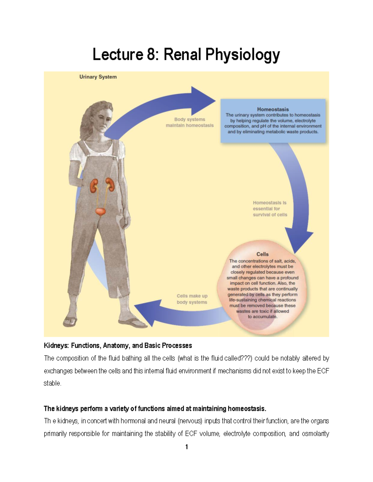 Lecture Notes on Renal Physiology (BIO 101) - Functions & Processes ...