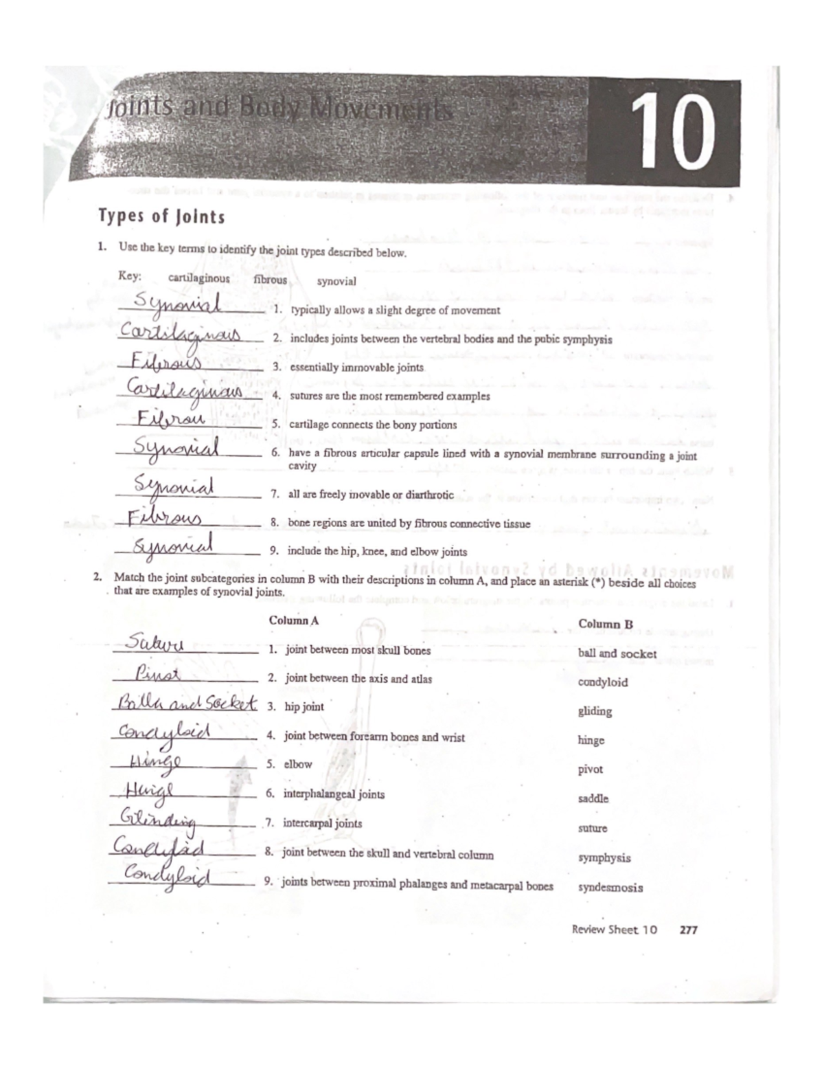 10 - Chapter 10 Exam Study Guide: Types of Joints Explained - Studocu