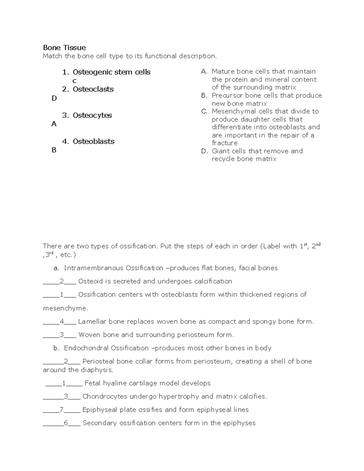 Bone Tissue Worksheet: Osteogenic, Osteoclasts & Ossification Steps ...