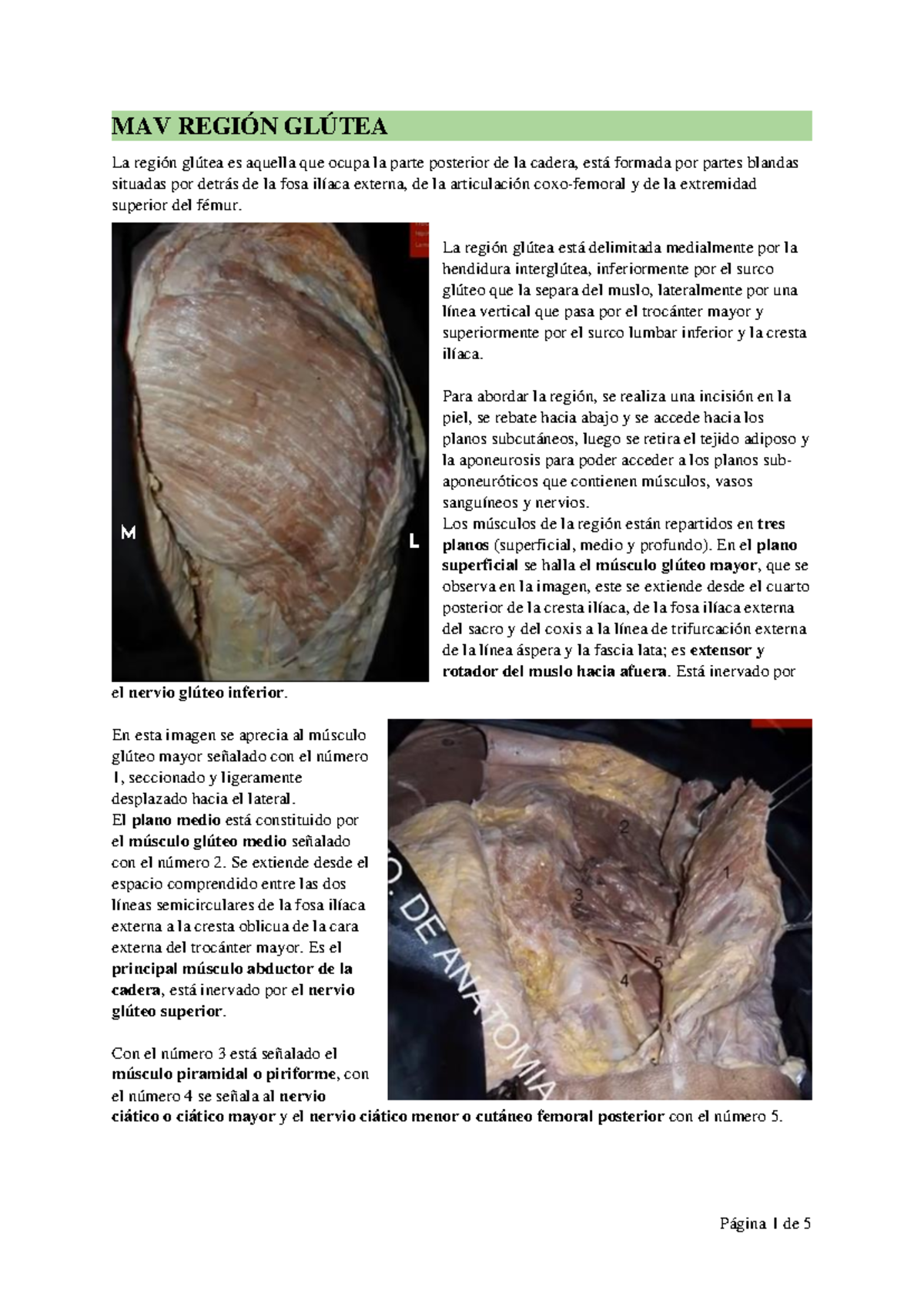 Transcripción Video: Anatomía de la Región Glútea - MAV - Studocu, image size:1200x1696