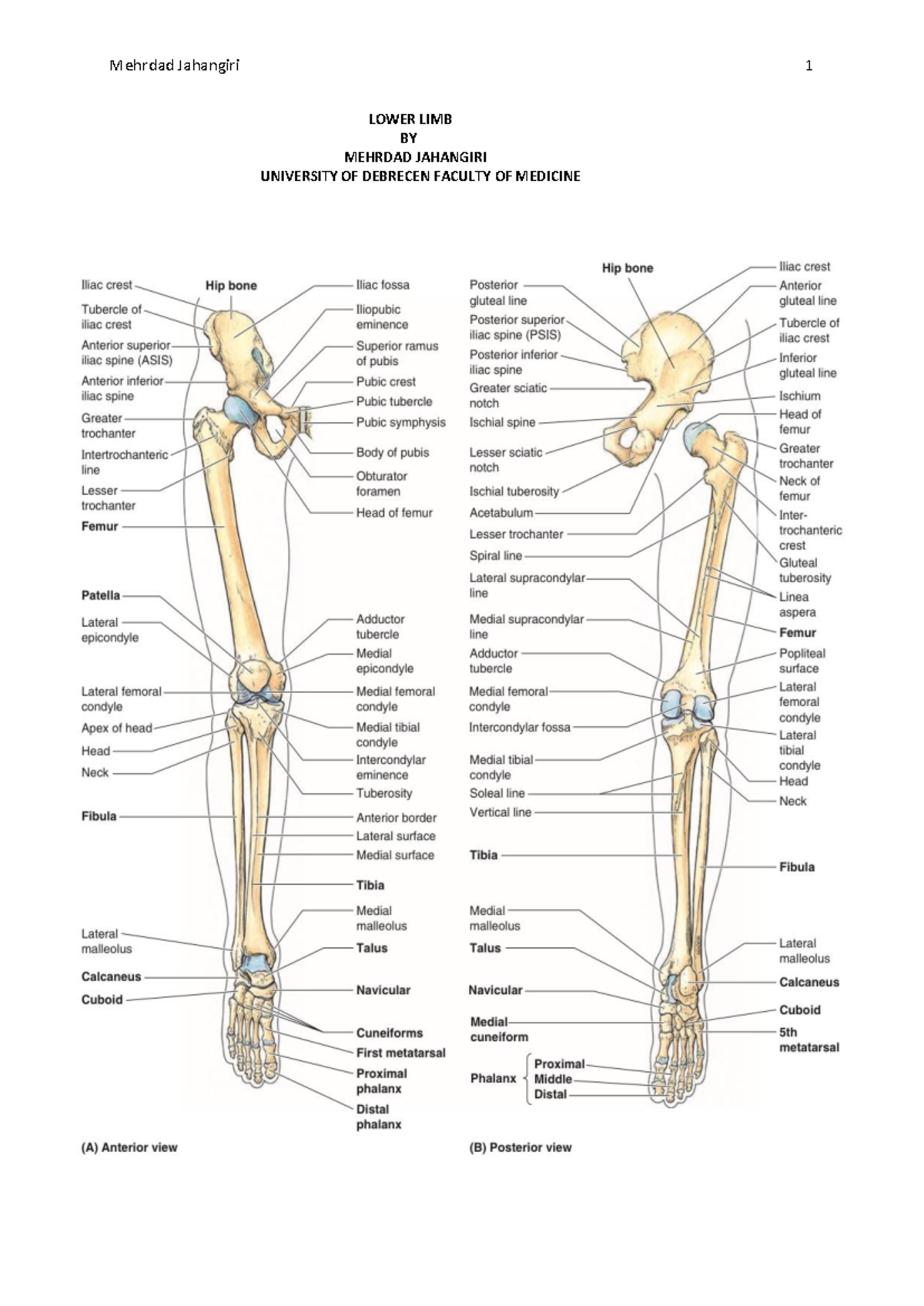 Lower-limb-mehrdad - Good luck - LOWER LIMB BY MEHRDAD JAHANGIRI ...