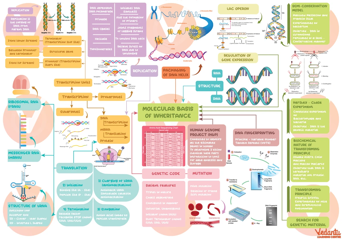 NEET Biology Syllabus Overview for Grade 11 & 12: Key Chapters and ...