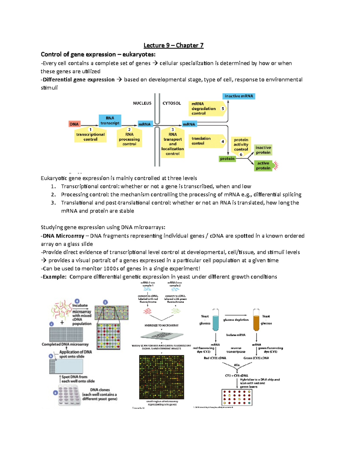 Lecture 9 - BIOB11 - Lecture 9 – Chapter 7 Control of gene expression ...