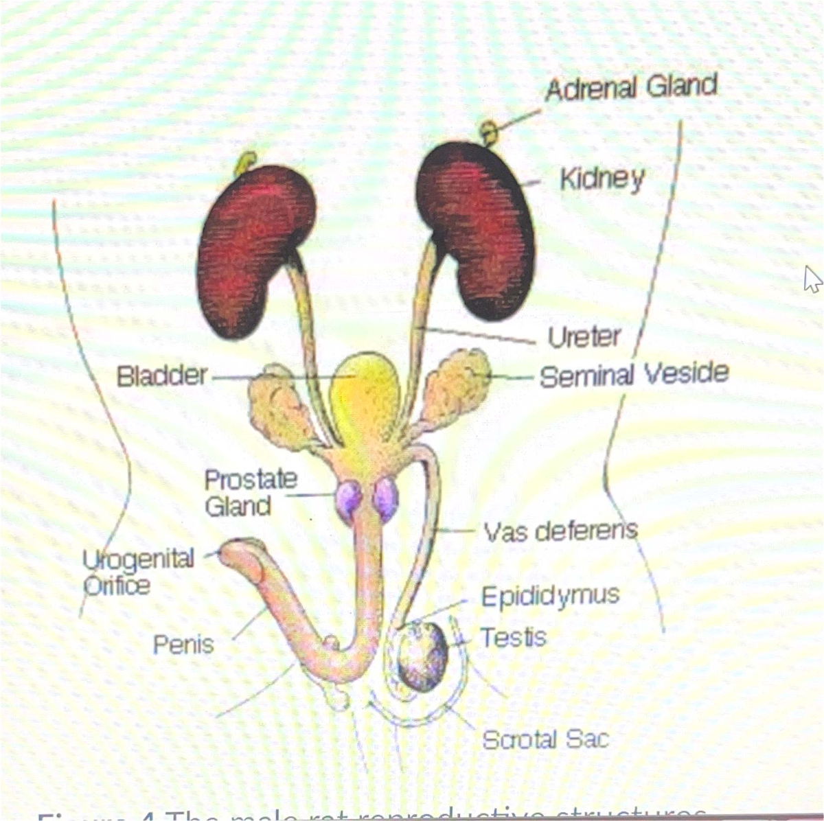 Bladder Anatomy: Diagrams and Uterine Cycle Phases - Studocu