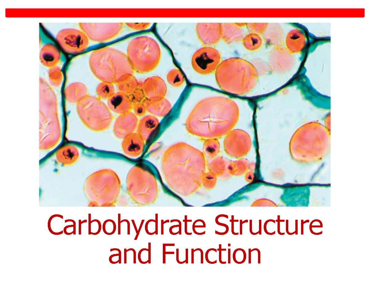 Carbohydrates: Structure & Function Overview AU24 - Studocu