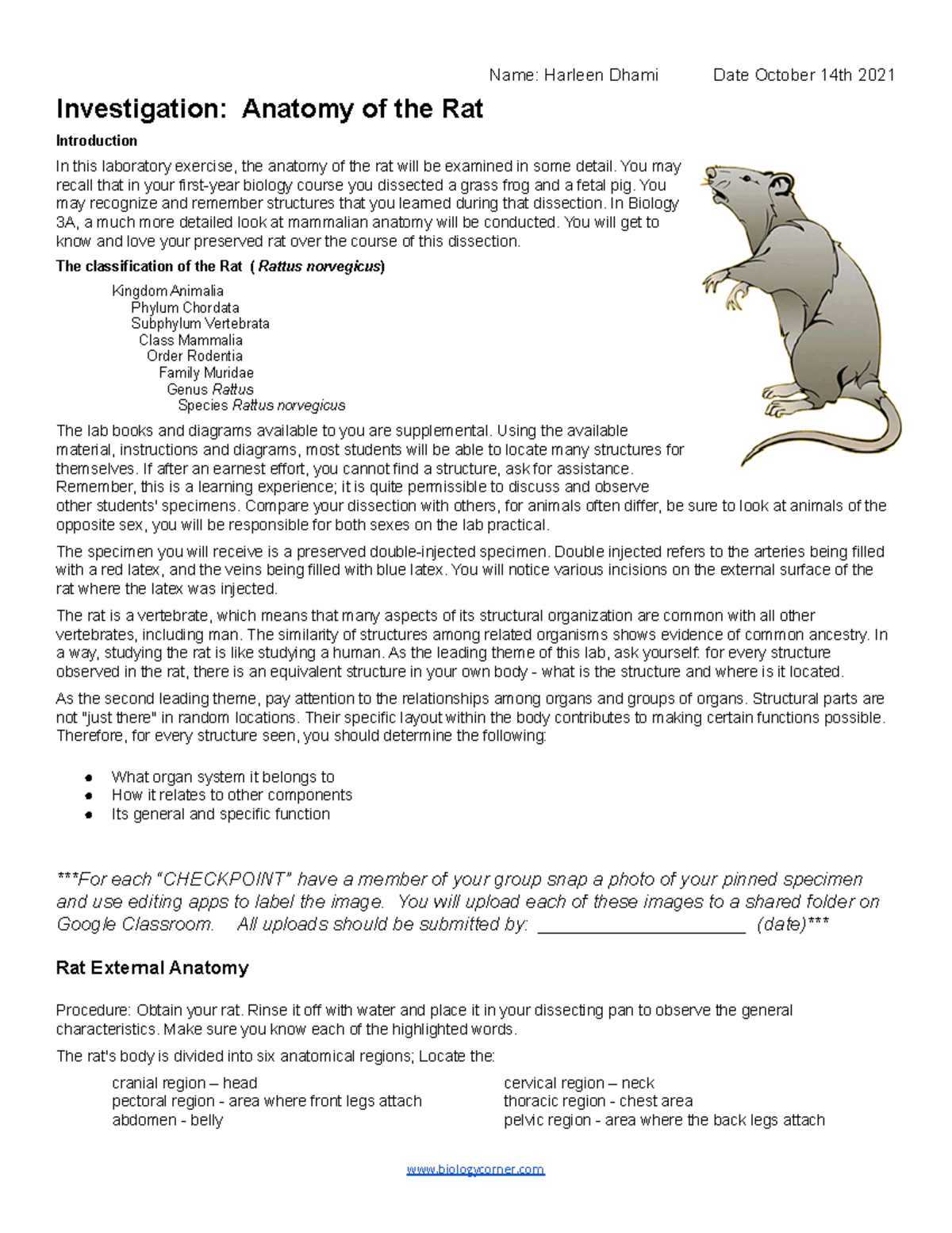 Biology Corner Rat Dissection Worksheet Answers Dissections