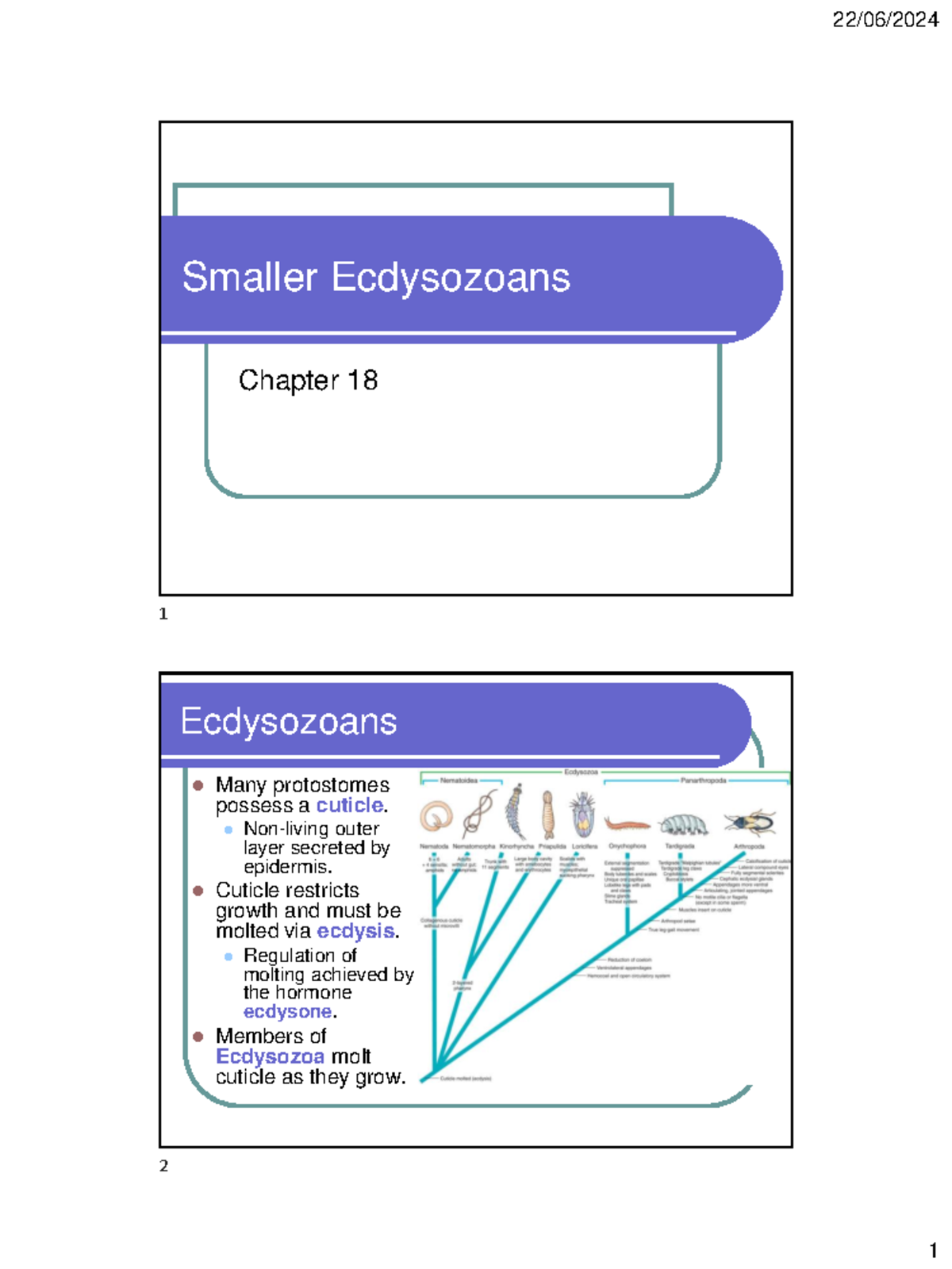 Zoology 18: Chapter on Smaller Ecdysozoans and Their Phyla - Studocu