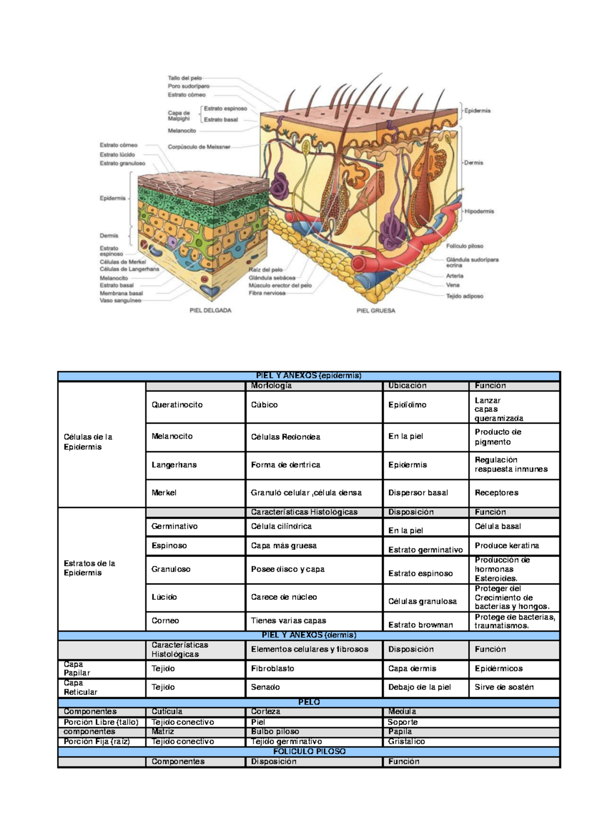 Histología 1 - Laboratorio: Epidermis y Análisis de Anexos Cutáneos - Document Preview