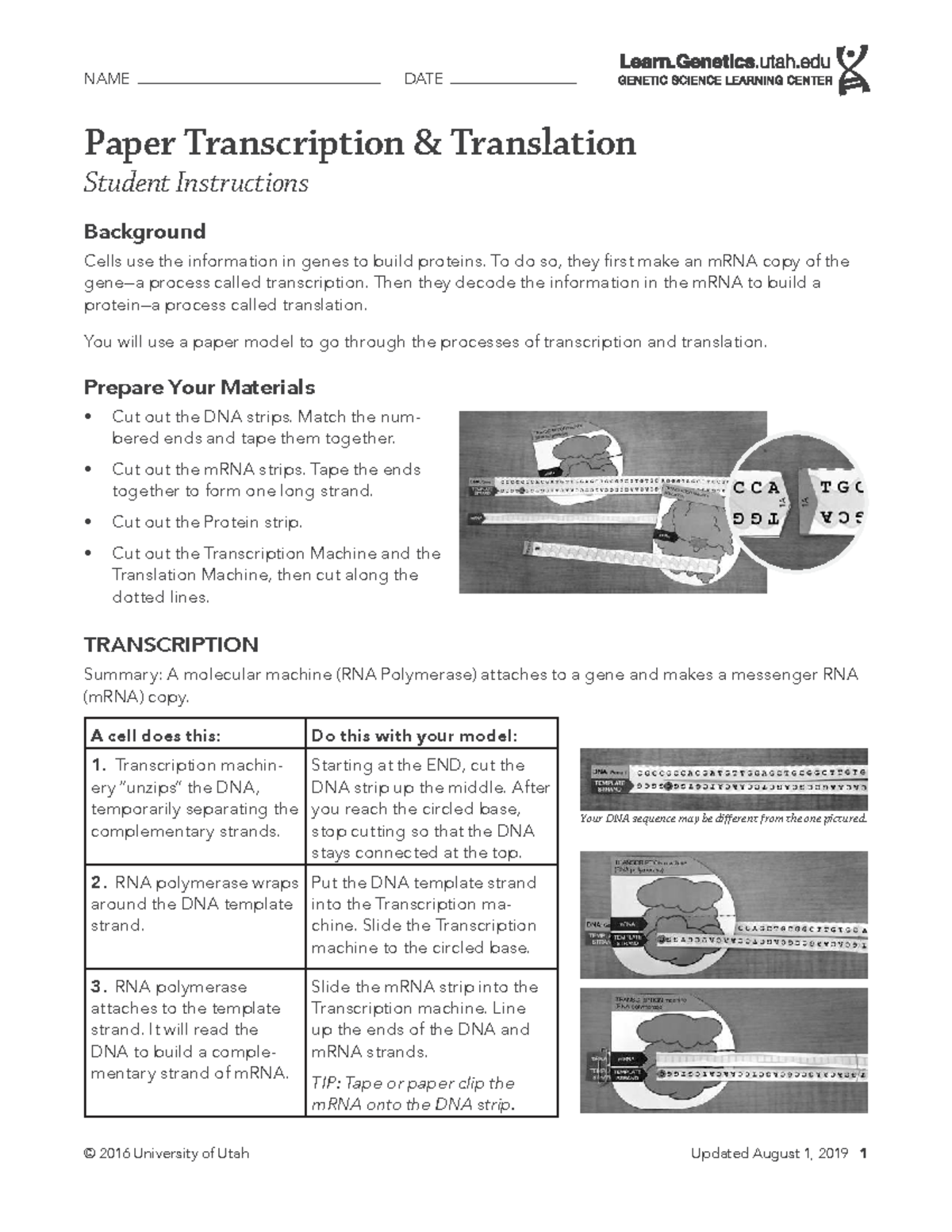 Transcription & Translation Model Instructions (BIO 101) - Studocu