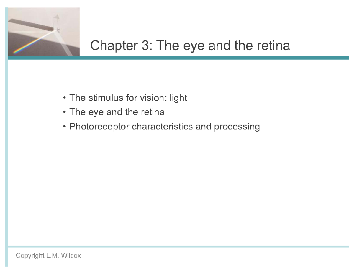 Lecture 3: The Eye and Retina - Vision Stimulus and Processing - Studocu