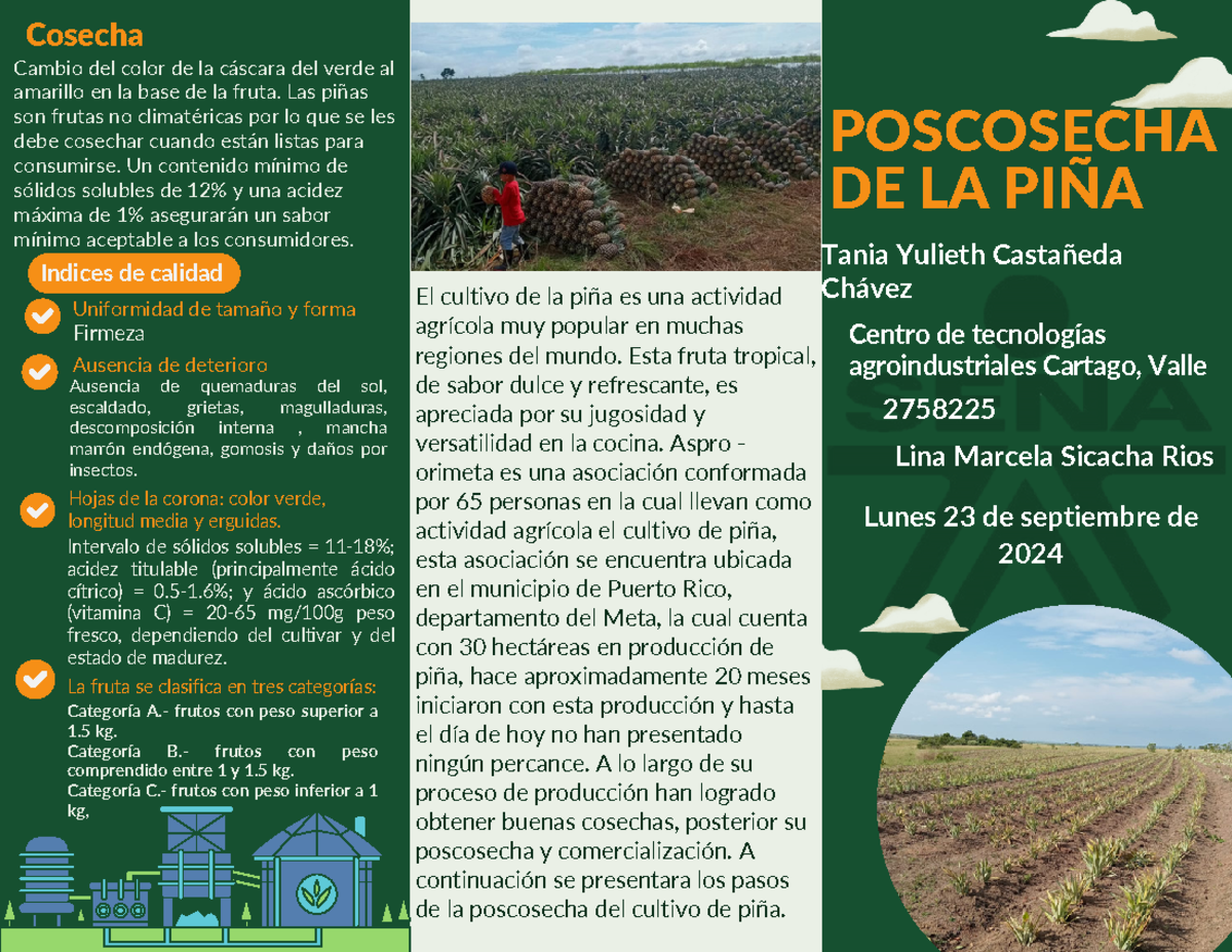Taller de Inspección: Poscosecha de Piña en la Producción Agrícola ...