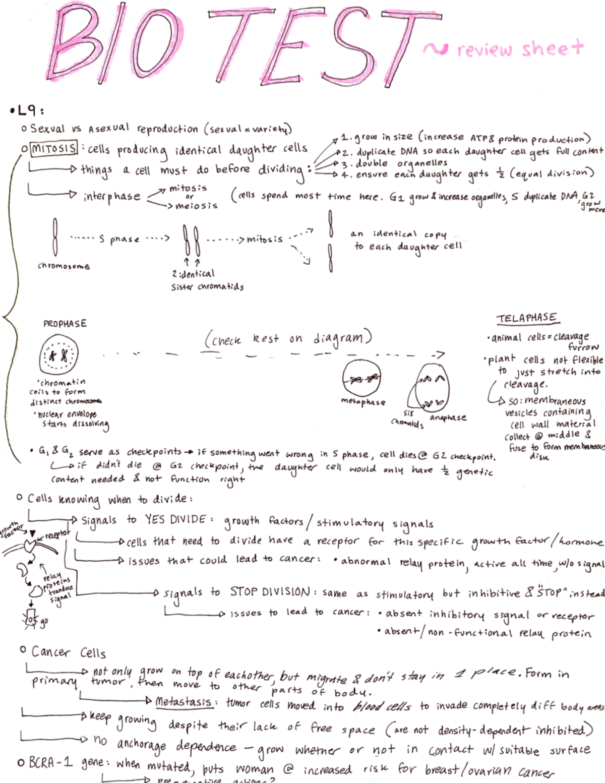 Biol101 Test 2 Study Guide - review sheet L9: Sexual vs A sexual ...