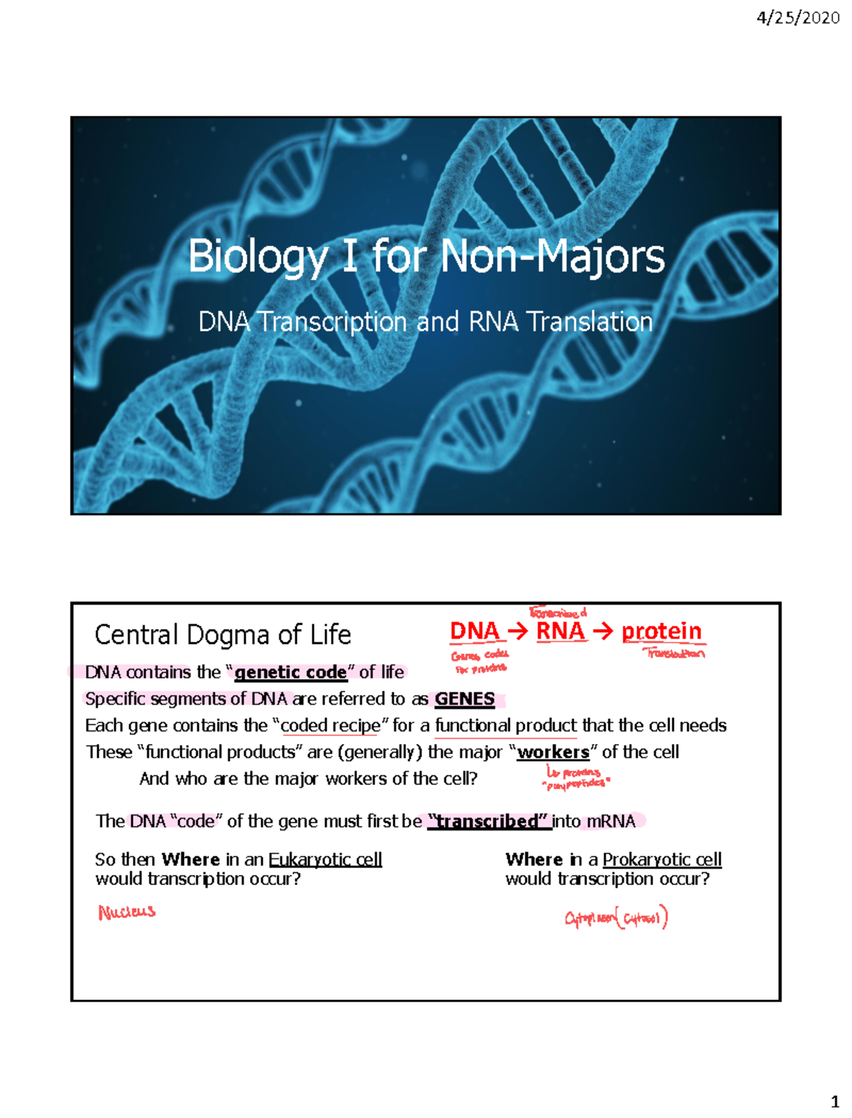 BIO 101 Mod 9 Lecture: DNA Transcription, Translation & Mutations - Studocu
