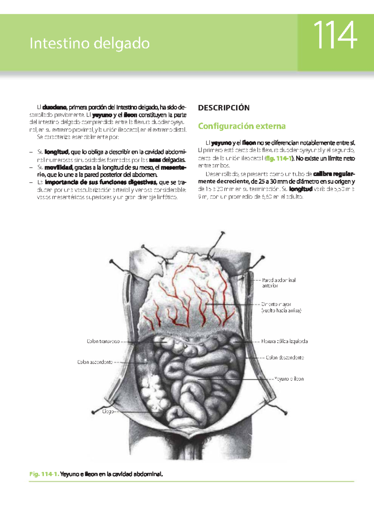 114 Anatomía y Funciones del Yeyuno e Íleon en el Intestino Delgado ...
