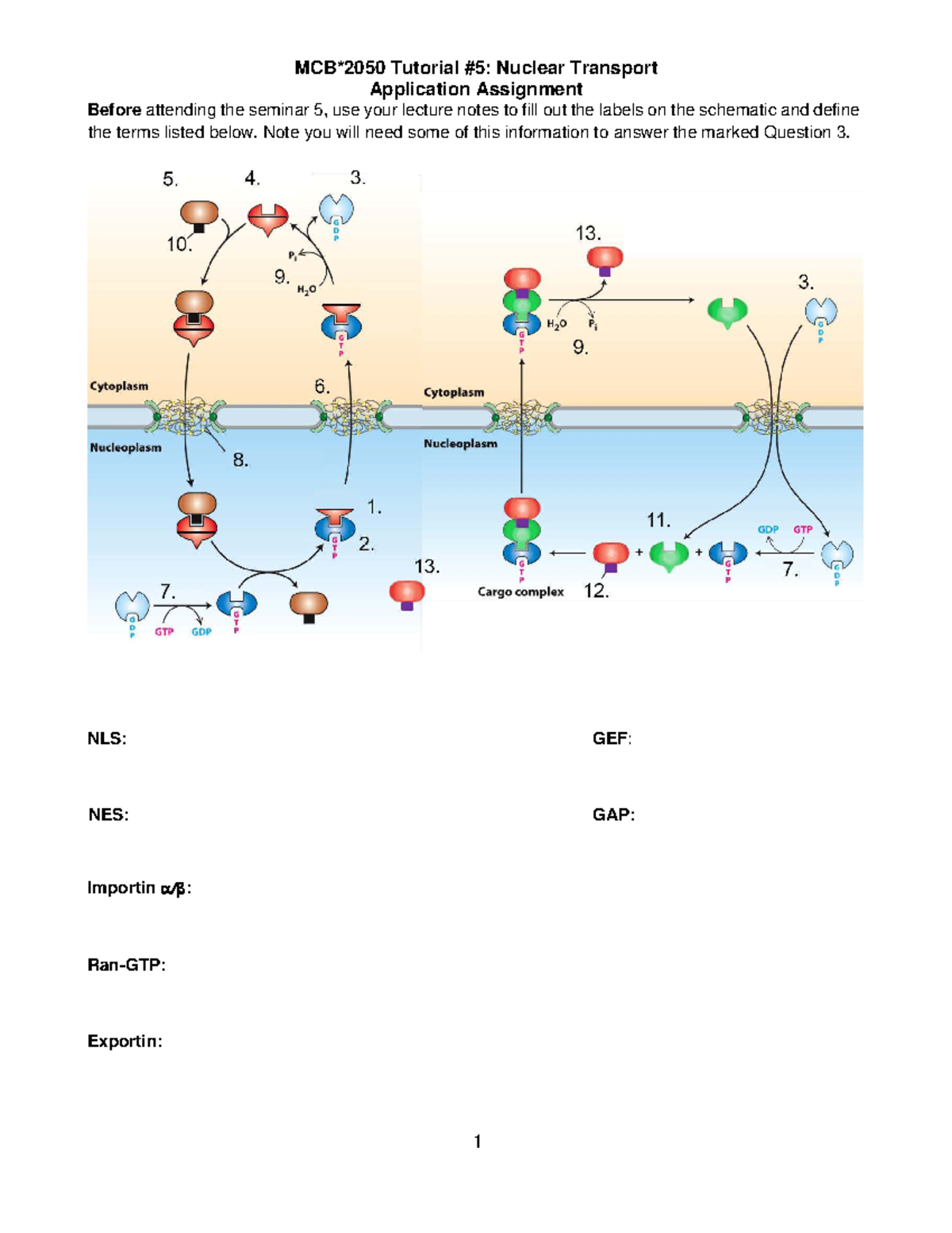 Nuclear Transport Seminar 5 Assignment: Protein Localization Analysis ...