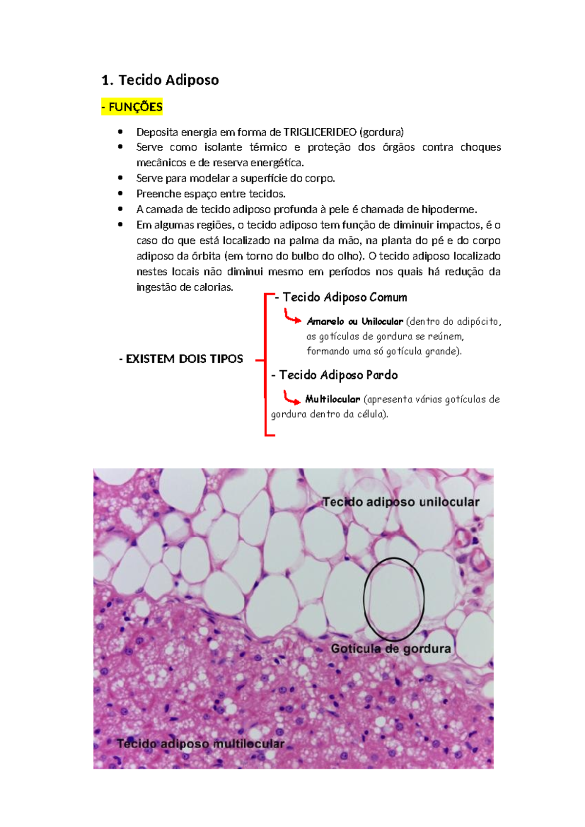 Tecido Adiposo: Funções e Formação - Resumo de Histologia - Studocu