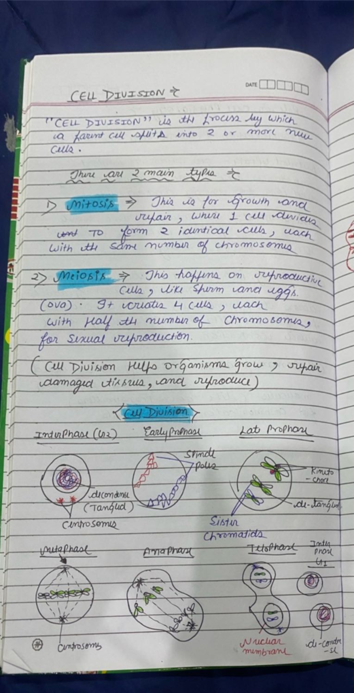 Understanding Cell Division and Membrane Transport Processes: BIOL 101 ...