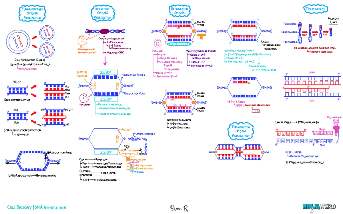 Cell Biology] 10. Translation Protein Synthesis - Key - I CODE tRNA ...
