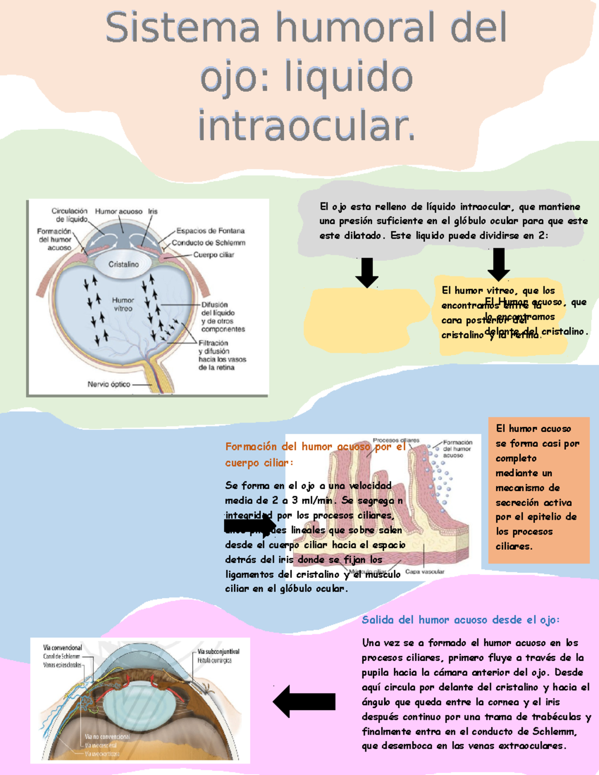 Infografía sobre el Sistema Humoral del Ojo y el Líquido Intraocular ...