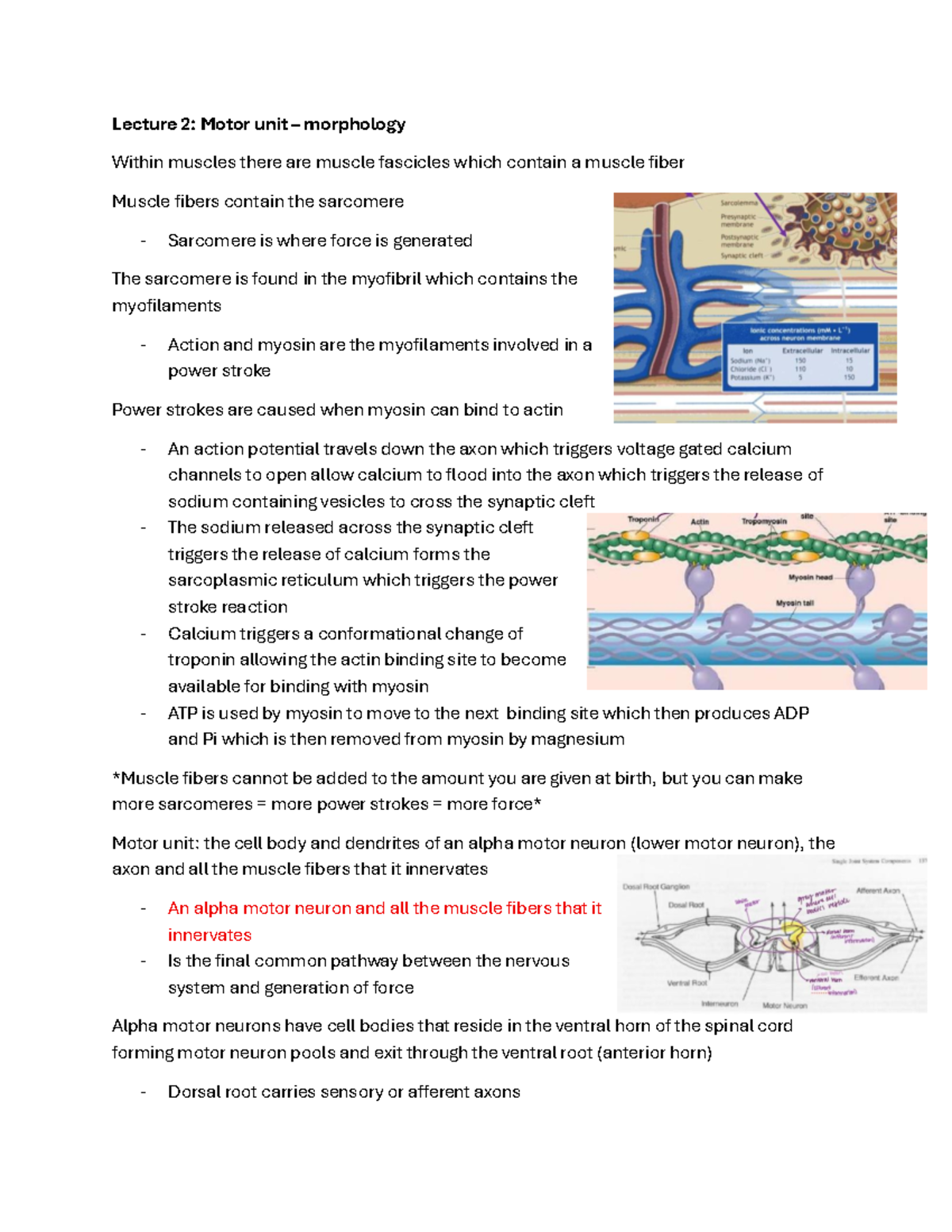 Neuromuscular Notes: Lecture Insights on Motor Units and Muscle ...