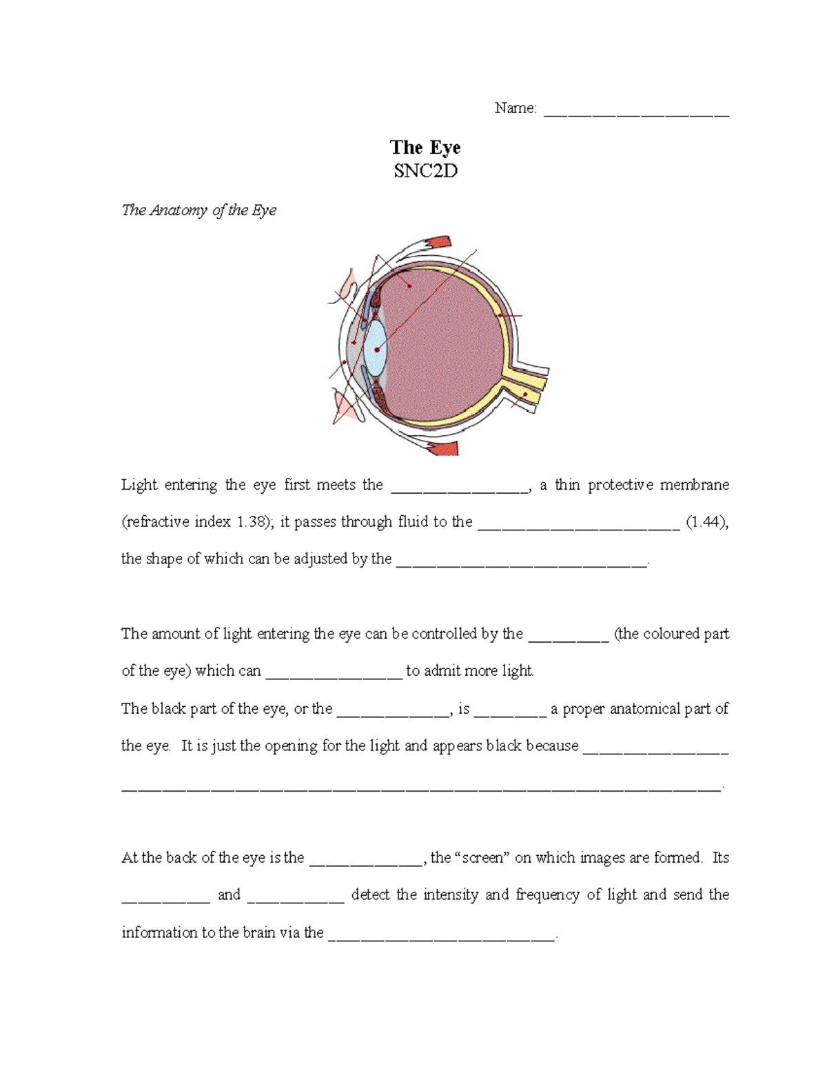 SNC2D Final Exam Notes: The Anatomy and Function of the Eye - Studocu