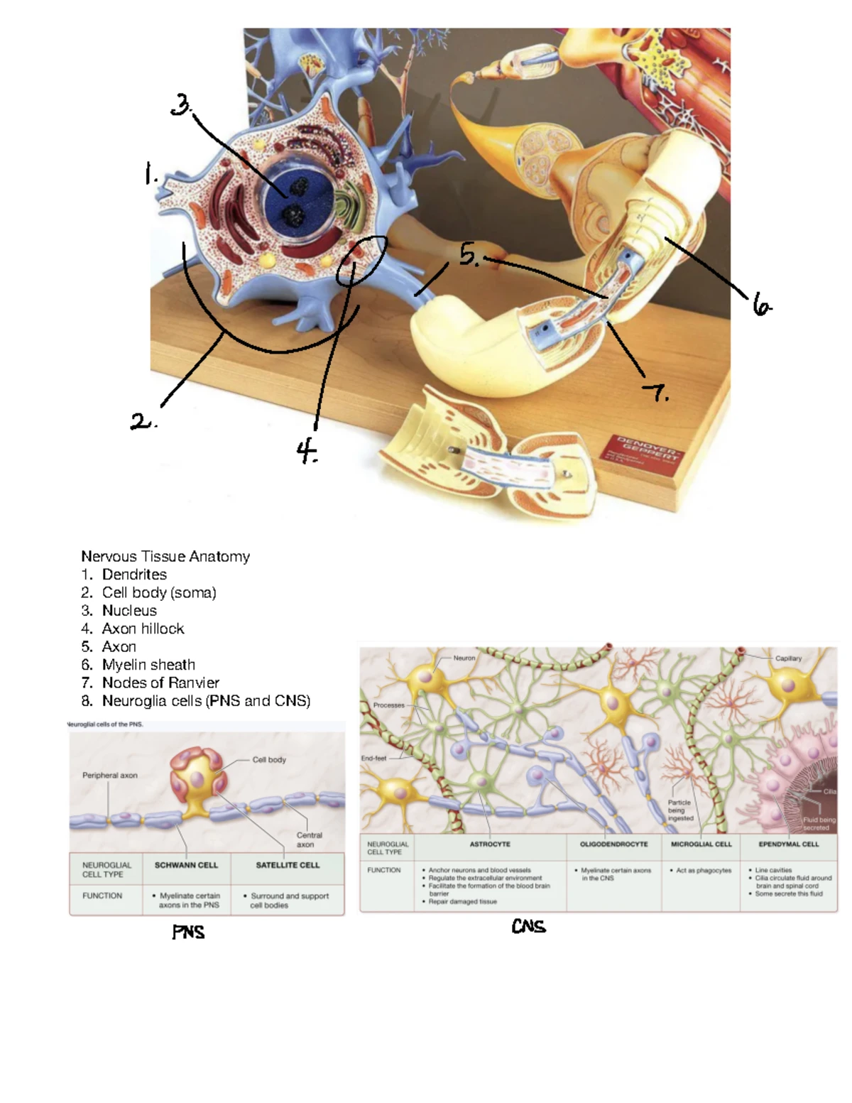 Microscope Workbook e Science Lab-1 - PRE-LAB QUESTIONS (REQUIRED ...