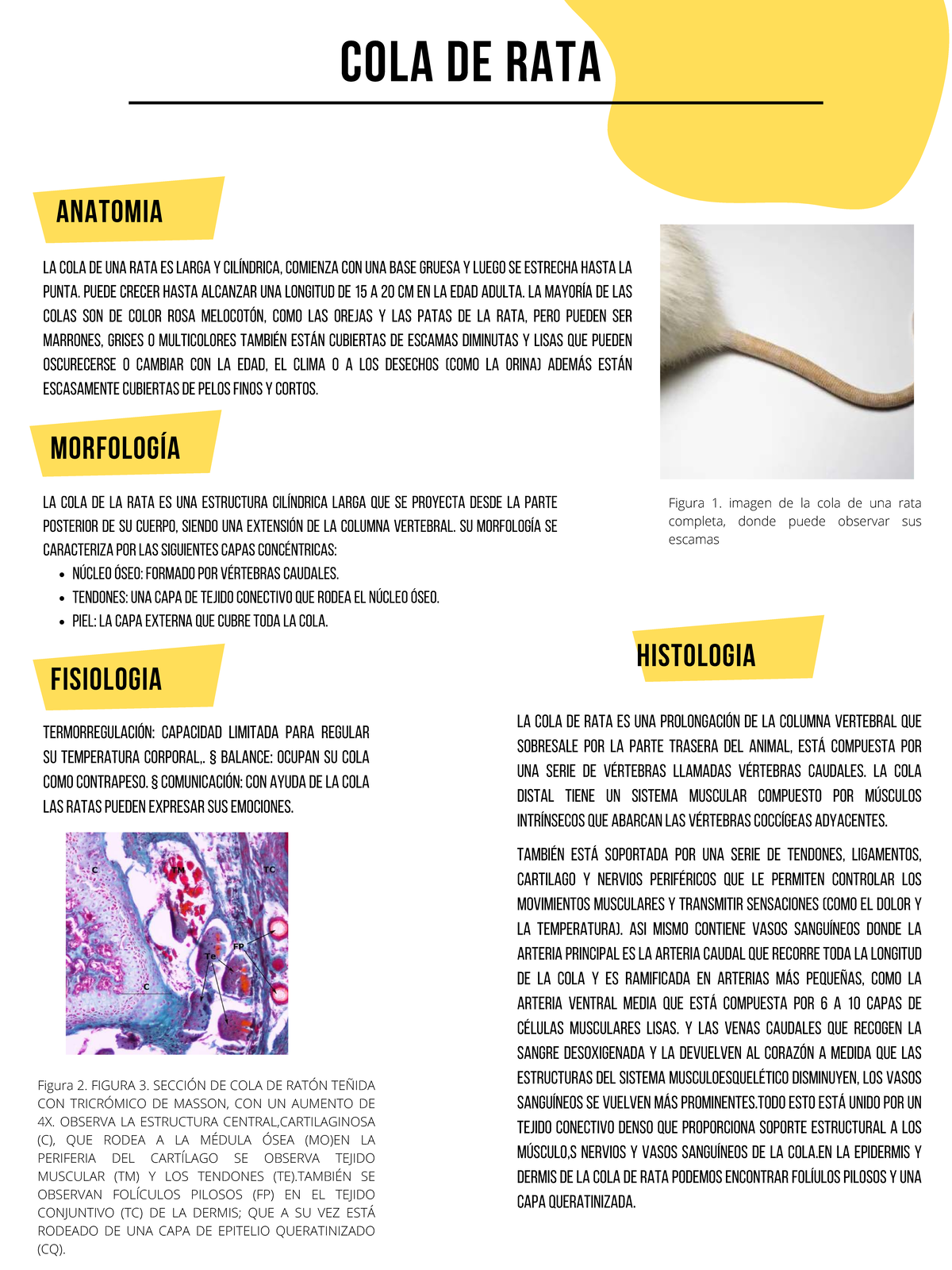 I01 Ficha Histológica de la Cola de Rata - López Osorio J. F. - Studocu